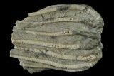 Crinoid (Agaricocrinus) Fossil - Crawfordsville, Indiana #136536-1